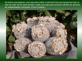 Se temos que esperar, que seja para colher a semente boa que lançamos hoje no solo da vida. Se for para semear, então que seja para produzir milhões de sorrisos, de solidariedade e amizade. (Cora Coralina) 