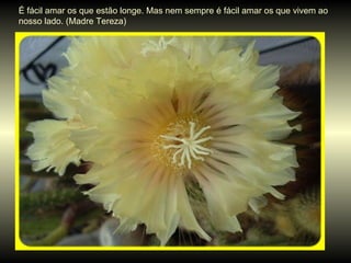 É fácil amar os que estão longe. Mas nem sempre é fácil amar os que vivem ao nosso lado. (Madre Tereza) 