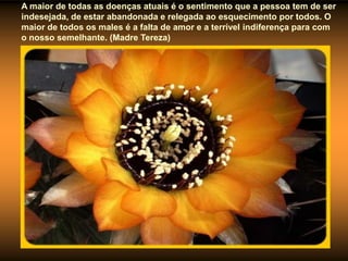 A maior de todas as doenças atuais é o sentimento que a pessoa tem de ser
indesejada, de estar abandonada e relegada ao esquecimento por todos. O
maior de todos os males é a falta de amor e a terrível indiferença para com
o nosso semelhante. (Madre Tereza)
 