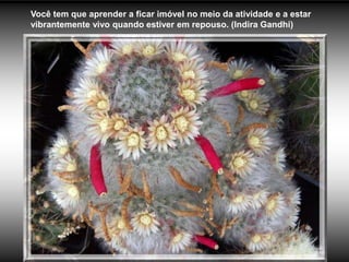 Você tem que aprender a ficar imóvel no meio da atividade e a estar
vibrantemente vivo quando estiver em repouso. (Indira Gandhi)
 