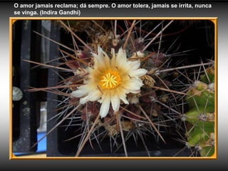 O amor jamais reclama; dá sempre. O amor tolera, jamais se irrita, nunca
se vinga. (Indira Gandhi)
 
