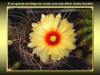 É um grande privilégio ter vivido uma vida difícil. (Indira Gandhi)
 