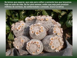 Se temos que esperar, que seja para colher a semente boa que lançamos
hoje no solo da vida. Se for para semear, então que seja para produzir
milhões de sorrisos, de solidariedade e amizade. (Cora Coralina)
 