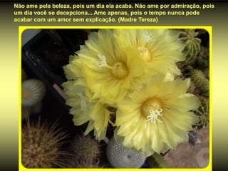 Não ame pela beleza, pois um dia ela acaba. Não ame por admiração, pois
um dia você se decepciona... Ame apenas, pois o tempo nunca pode
acabar com um amor sem explicação. (Madre Tereza)
 