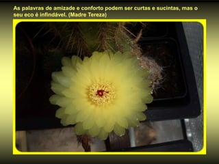 As palavras de amizade e conforto podem ser curtas e sucintas, mas o
seu eco é infindável. (Madre Tereza)
 