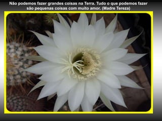 Não podemos fazer grandes coisas na Terra. Tudo o que podemos fazer
       são pequenas coisas com muito amor. (Madre Tereza)
 