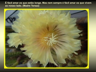 É fácil amar os que estão longe. Mas nem sempre é fácil amar os que vivem
ao nosso lado. (Madre Tereza)
 