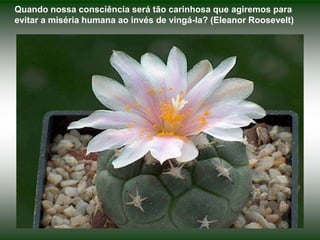 Quando nossa consciência será tão carinhosa que agiremos para evitar a miséria humana ao invés de vingá-la? (Eleanor Roosevelt)