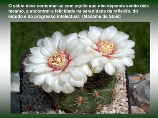 O sábio deve contentar-se com aquilo que não dependa senão dele mesmo, e encontrar a felicidade na serenidade da reflexão, do estudo e do progresso intelectual.  (Madame de Staël)