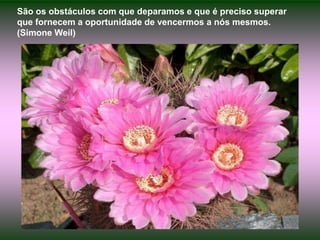 São os obstáculos com que deparamos e que é preciso superar que fornecem a oportunidade de vencermos a nós mesmos.  (Simone Weil)