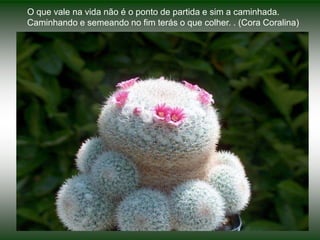 O que vale na vida não é o ponto de partida e sim a caminhada. Caminhando e semeando no fim terás o que colher. . (Cora Coralina)