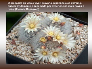 O propósito da vida é viver, provar a experiência ao extremo, buscar avidamente e sem medo por experiências mais novas e ricas. (Eleanor Roosevelt)