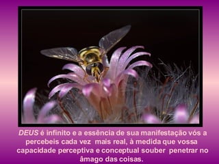 DEUS  é infinito e a essência de sua manifestação vós a percebeis cada vez  mais real, à medida que vossa  capacidade perceptiva e conceptual souber  penetrar no âmago das coisas.   