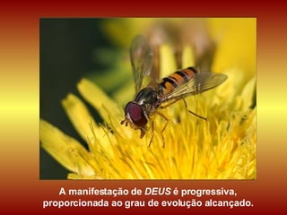 A manifestação de  DEUS  é progressiva,  proporcionada ao grau de evolução alcançado.  