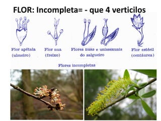 FLOR: Incompleta= - que 4 verticilos
 