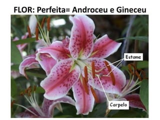 FLOR: Perfeita= Androceu e Gineceu
 