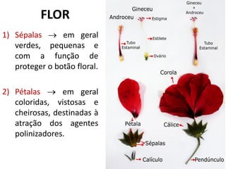 1) Sépalas  em geral
verdes, pequenas e
com a função de
proteger o botão floral.
2) Pétalas  em geral
coloridas, vistosas e
cheirosas, destinadas à
atração dos agentes
polinizadores.
FLOR
 