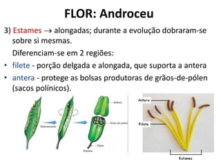 3) Estames  alongadas; durante a evolução dobraram-se
sobre si mesmas.
Diferenciam-se em 2 regiões:
• filete - porção delgada e alongada, que suporta a antera.
• antera - protege as bolsas produtoras de grãos-de-pólen
(sacos polínicos).
FLOR: Androceu
 