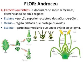 4) Carpelos ou Pistilos  dobraram-se sobre si mesmas,
diferenciando-se em 3 regiões:
• Estigma – porção superior receptora dos grãos-de-pólen.
• Ovário – região dilatada que protege os óvulos.
• Estilete – parte intermediária que une o ovário ao estigma.
FLOR: Androceu
 