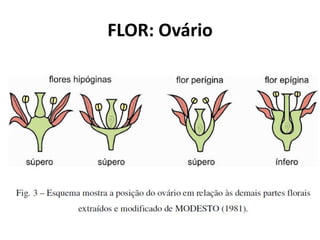 FLOR: Ovário
 