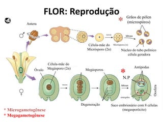Antera
Grãos de pólen
(microspóros)
Saco embrionário com 8 células
(megasporócito)
Antípodas
Megásporos
Degeneração
Óvulo
Célula-mãe do
Megásporo (2n)
N.P
Célula-mãe do
Micrósporo (2n) Núcleo do tubo polínico
célula geradora
Oosfera
sinérgides
Micrósporos (n)
meiose
meiose
*
*
* Microgametogênese
* Megagametogênese
FLOR: Reprodução
 