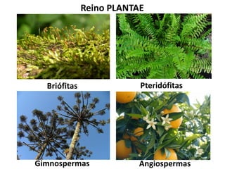 Reino PLANTAE
AngiospermasGimnospermas
Briófitas Pteridófitas
 