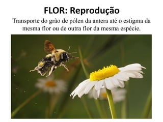 Transporte do grão de pólen da antera até o estigma da
mesma flor ou de outra flor da mesma espécie.
FLOR: Reprodução
 