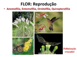 • Anemofilia, Entomofilia, Ornitofilia, Quiropterofilia
Polinização
cruzada!
FLOR: Reprodução
 