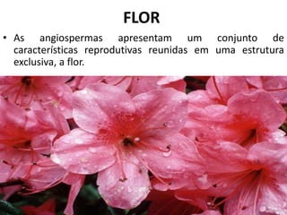 FLOR
• As angiospermas apresentam um conjunto de
características reprodutivas reunidas em uma estrutura
exclusiva, a flor.
 