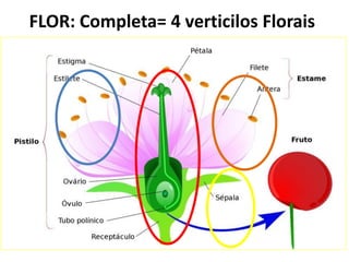 FLOR: Completa= 4 verticilos Florais
 