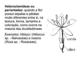 Heteroclamídeas ou
periantadas: quando a flor
possui sépalas e pétalas
muito diferentes entre si, na
textura, forma, tamanho e
coloração, como ocorre na
maioria das dicotiledôneas

Exemplos: hibisco: (Hibiscus
sp. - Malvaceae) e roseira
(Rosa sp. - Rosaceae).

 