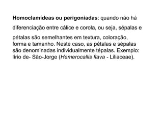 Homoclamídeas ou perigoniadas: quando não há
diferenciação entre cálice e corola, ou seja, sépalas e
pétalas são semelhantes em textura, coloração,
forma e tamanho. Neste caso, as pétalas e sépalas
são denominadas individualmente tépalas. Exemplo:
lírio de- São-Jorge (Hemerocallis flava - Liliaceae).

 
