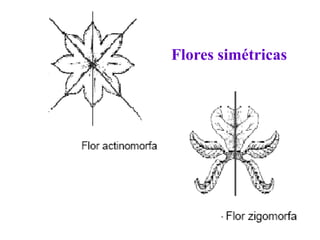 Flores simétricas

 