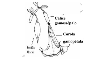 Cálice
gamossépalo
Corola

gamopétala

 