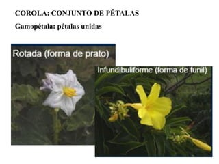 COROLA: CONJUNTO DE PÉTALAS

Gamopétala: pétalas unidas

 