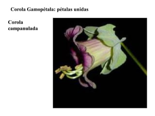 Corola Gamopétala: pétalas unidas
Corola
campanulada

 