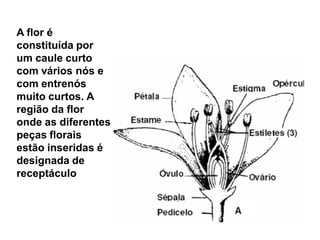 A flor é
constituída por
um caule curto
com vários nós e
com entrenós
muito curtos. A
região da flor
onde as diferentes
peças florais
estão inseridas é
designada de
receptáculo

 