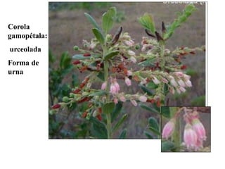 Corola
gamopétala:
urceolada
Forma de
urna

 