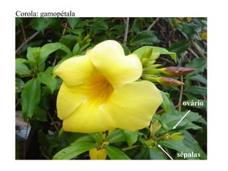 Corola: gamopétala

ovário

sépalas

 