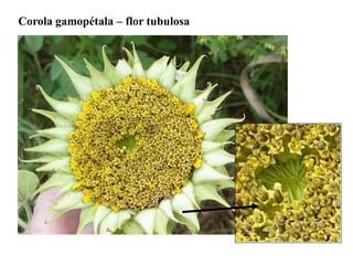 Corola gamopétala – flor tubulosa

 