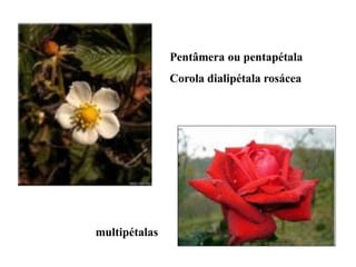 Pentâmera ou pentapétala

Corola dialipétala rosácea

multipétalas

 