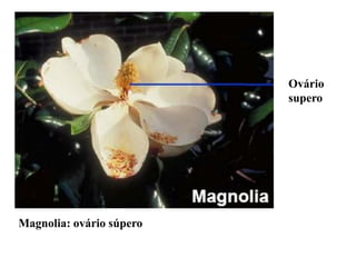 Ovário
supero

Magnolia: ovário súpero

 