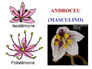 ANDROCEU
(MASCULINO)

 