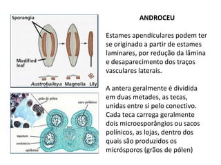 ANDROCEU
Estames apendiculares podem ter
se originado a partir de estames
laminares, por redução da lâmina
e desaparecimento dos traços
vasculares laterais.
A antera geralmente é dividida
em duas metades, as tecas,
unidas entre si pelo conectivo.
Cada teca carrega geralmente
dois microesporângios ou sacos
polínicos, as lojas, dentro dos
quais são produzidos os
micrósporos (grãos de pólen)

 