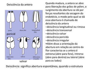 Deiscência da antera

poricid
a

valvar

Quando madura, a antera se abre
para liberação dos grãos de pólen, o
surgimento da abertura se dá por
forças resultantes da secagem do
endotécio, o modo pelo qual se dá
essa abertura é chamado de
deiscência da antera
–deiscência longitudinal ou rimosa
–deiscência transversal
–deiscência valvar
–deiscência poricida
–deiscência irregular
•Além disso a orientação da
abertura em relação ao centro da
flor caracteriza se a antera é
extrorsa (abre para fora), introrsa
(abre para dentro) ou lateral (abre
para os lados)

Deiscência: significa abertura espontânea, quando a estrutura

 