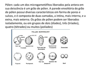 Pólen: cada um dos microgametófitos liberados pela antera em
sua deiscência é um grão de pólen. A parede envoltória do grão
de pólen possui diversas características em forma de poros e
sulcos, e é composta de duas camadas, a intina, mais interna, e a
exina, mais externa. Os grãos de pólen podem ser liberados
isoladamente, ou em grupos de dois (díades), três (tríades),
quatro (tétrades) ou muitos (políades)

 
