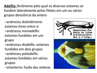 Adelfia: fenômeno pelo qual os diversos estames se
fundem lateralmente pelos filetes em um ou vários
grupos deiscência da antera
–androceu dialistêmone:
estames livres entre si
–androceu monadelfo:
estames fundidos em um
grupo
–androceu diadelfo: estames
fundidos em dois grupos
–androceu poliadelfo:
estames fundidos em vários
grupos
–sinanteria: fusão das anteras

 