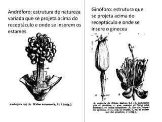 Andróforo: estrutura de natureza
variada que se projeta acima do
receptáculo e onde se inserem os
estames

Ginóforo: estrutura que
se projeta acima do
receptáculo e onde se
insere o gineceu
–Quando se forma o fruto
passa a ser chamado de
carpóforo

 