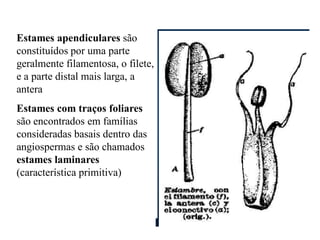 Estames apendiculares são
constituídos por uma parte
geralmente filamentosa, o filete,
e a parte distal mais larga, a
antera
Estames com traços foliares
são encontrados em famílias
consideradas basais dentro das
angiospermas e são chamados
estames laminares
(característica primitiva)

 