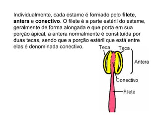 Individualmente, cada estame é formado pelo filete,
antera e conectivo. O filete é a parte estéril do estame,
geralmente de forma alongada e que porta em sua
porção apical, a antera normalmente é constituída por
duas tecas, sendo que a porção estéril que está entre
elas é denominada conectivo.

 